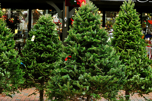 Christmas Tree Lot