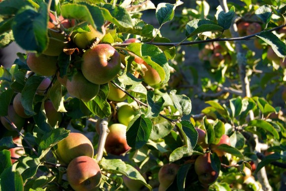 Apple Orchard Apple Tree