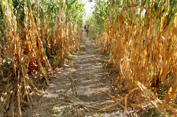 Corn Maze