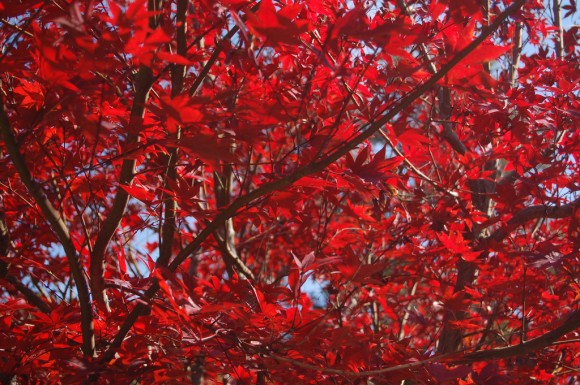 Red Leaves in the Fall