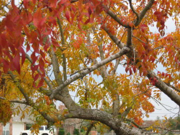 Fall Weather in November