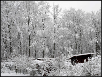 Winter Landscape