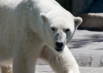 Polar Bear Winter Chill