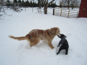 Dogs in Deep Snow