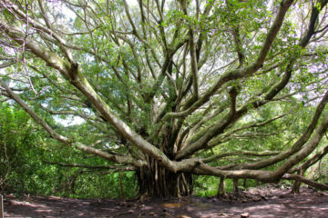 Banyan Tree in Hawaii