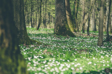 Spring in the Forest