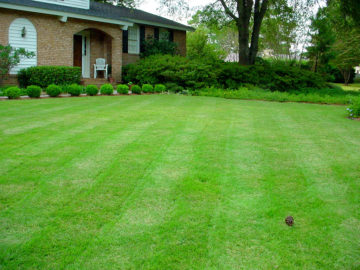 Perfect Lawn