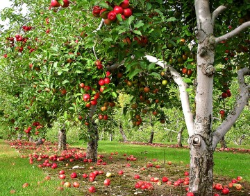 Apple Orchard Fall