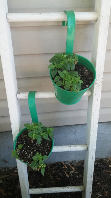 Hanging Pots