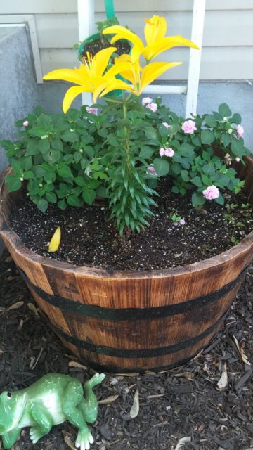 Plant Barrel
