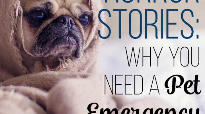 Pet Horror Stories – Why You Need a Pet Emergency Fund