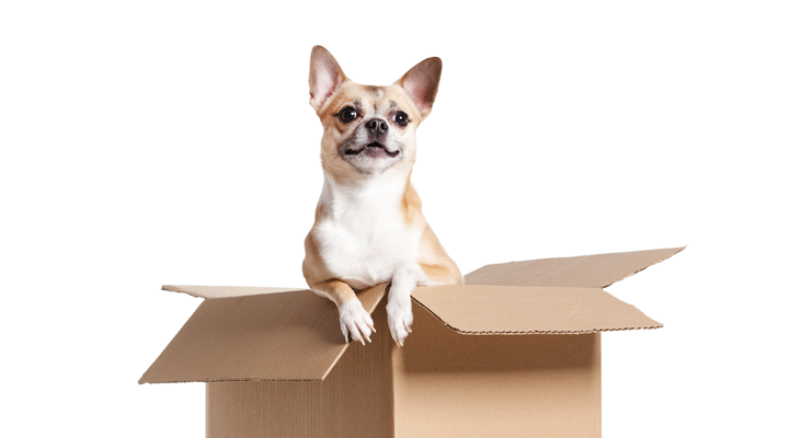 Tips for Moving Across the Country with Pets
